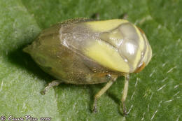 Clastoptera proteus t�n�ral