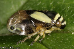 Clastoptera proteus bandes jaunes profil