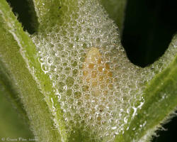 Cercope nymphe dans ses bulles