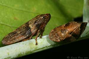 Aphrophora sp. et Lepyronia sp.