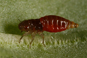 Cercope nymphe mouvement