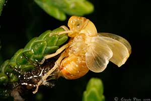 Clastoptera arborina mue finale