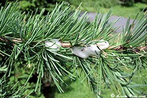 Ecume de cercopes dans le m�l�ze