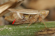 Cicadelle Dryinidae