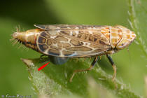Cicadelle Dryinidae