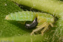 Cicadelle Dryinidae