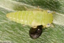 Cicadelle Dryinidae