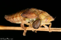Cicadelle Dryinidae