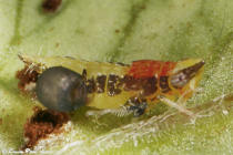 Dryinidae Scaphytopius