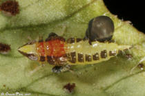 Dryinidae Scaphytopius
