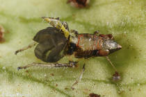 Dryinidae Scaphytopius
