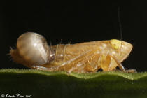 Amblysellus curtisii Dryinidae