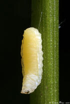 Dryinidae