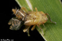 Amblysellus curtisii Dryinidae