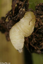 Dryinidae