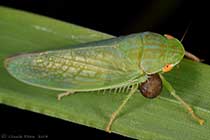 Gyponana sp. et Dryinide