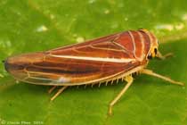 Idiodonus kennecottii