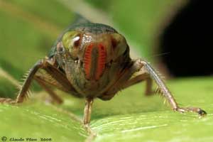 Jikradia olitoria