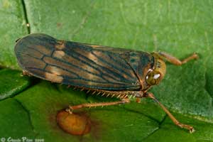 Jikradia olitoria femelle