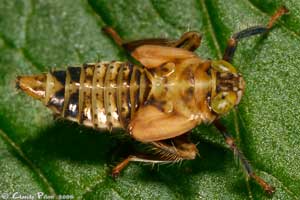 Jikradia olitoria nymphe
