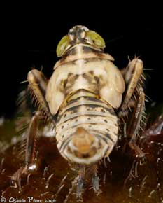 Jikradia olitoria nymphe