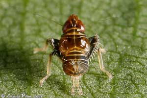 Jikradia olitoria nymphe