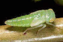 Idiocerus stigmaticalis nymphe