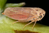 Macropsis fuscula