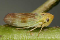 Macropsis infuscata