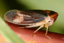 Macropsis sordida