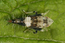 Scaphoideus, nymphe