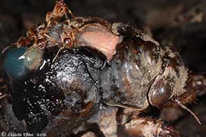 Cigale mue pr�dation fourmis