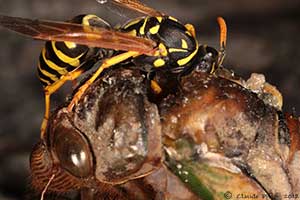 Cigale mue pr�dation gu�pes