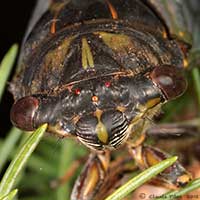 Neotibicen canicularis face