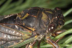Neotibicen canicularis tte