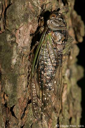 Neotibicen canicularis