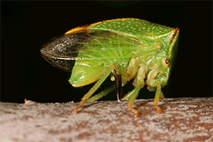 Stictocephala sp. ponte