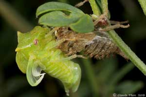 Stictocephala sp. mue imaginale