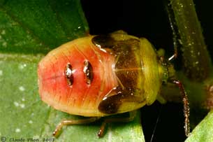 Elasmostethus atricornis