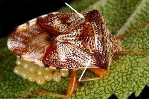 Elasmucha lateralis ponte