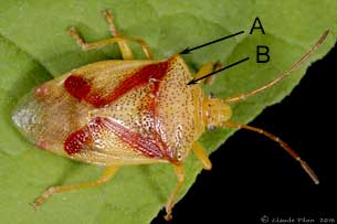 Elasmostethus cruciatus