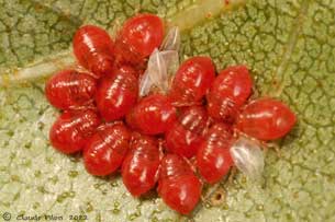 Elasmostethus cruciatus nymphes