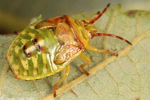 Elasmostethus cruciatus nymphe