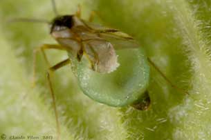 Tupiocoris rubi parasit�e