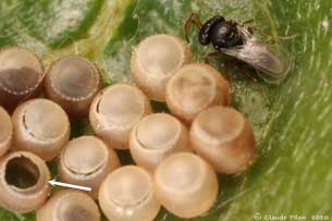 Guêpes parasitoïdes
