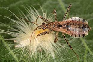 Hoplistoscelis pallescens prdateur