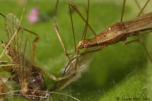 Neoneides muticus mange un moustique