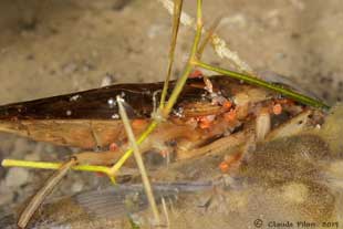 Belostoma mange un poisson