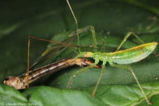 Zelus luridus prdation