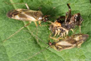Miridae prdateur
